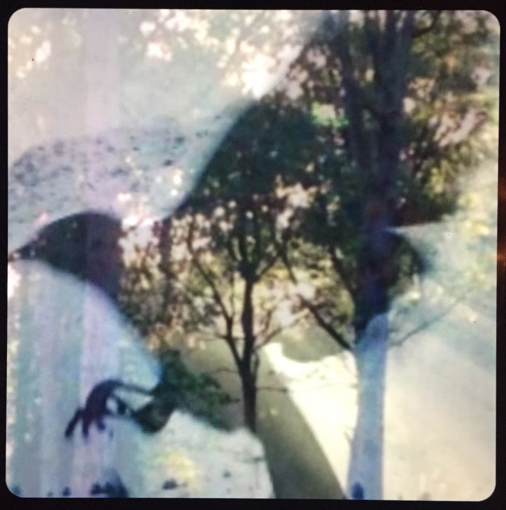 Dark Leaves – Grey Stone in The&nbsp;Wood