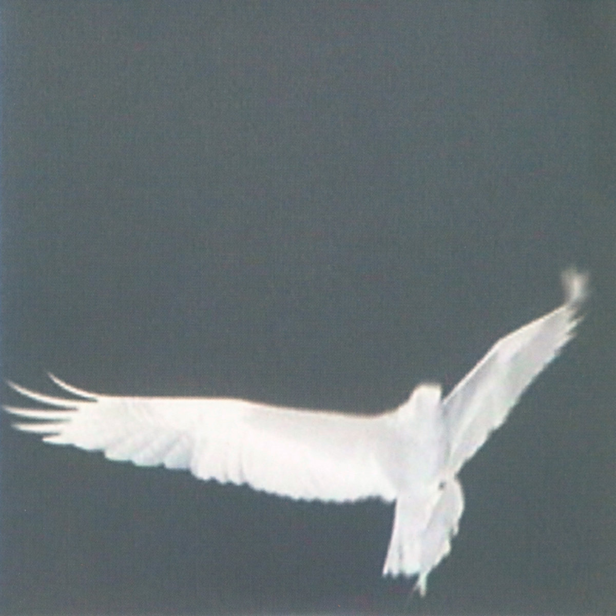 Bardo Pond – Adrop/Circuit VIII
