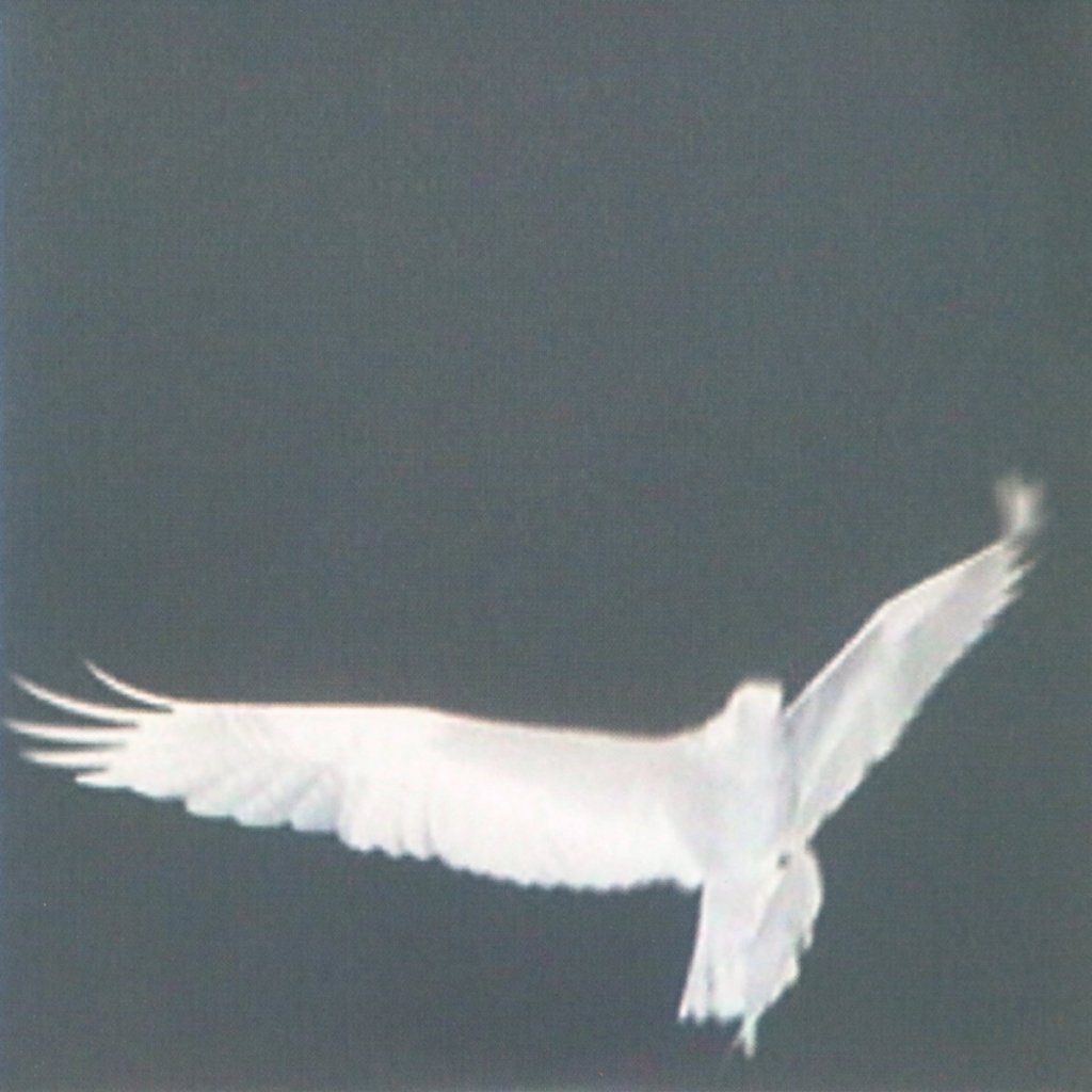 Bardo Pond – Adrop/Circuit&nbsp;VIII