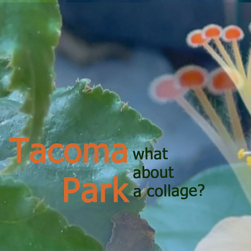 Tacoma Park – “What About Collage” + 6 Other Essential Bandcamp Day&nbsp;Releases